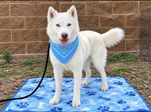 Photo of Kendall, adoptable Siberian Husky in Orange, California