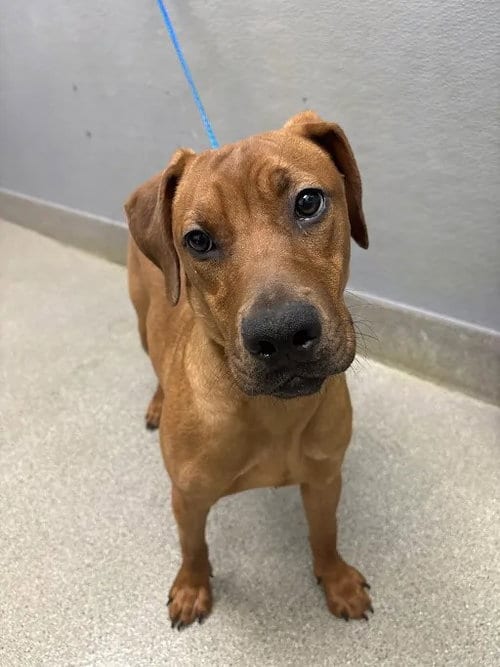 Photo of Gomez, adoptable Labrador Retriever in Las Vegas, Nevada