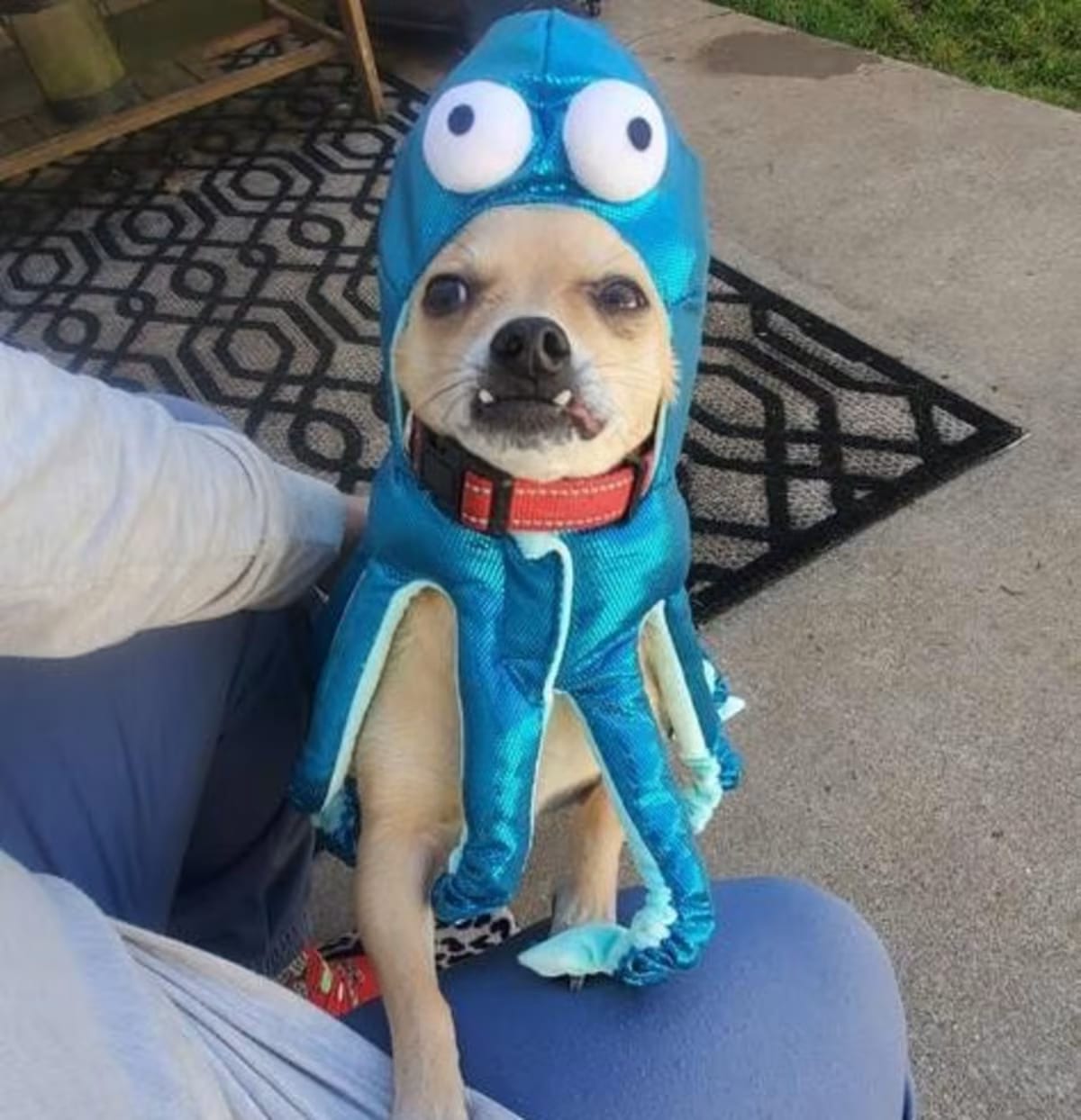 Photo of Rico, adoptable Chihuahua in Brewster, New York