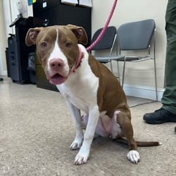 Photo of Kiwi, adoptable American Pit Bull Terrier in Ringgold, Georgia