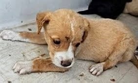Photo of A660537, adoptable Labrador Retriever in Houston, Texas