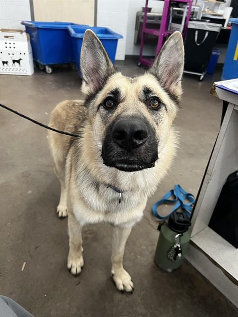 Photo of Max, adoptable German Shepherd Dog in Dallas, Texas