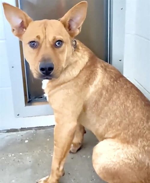 Photo of Mollie, adoptable Rhodesian Ridgeback in Houston, Texas
