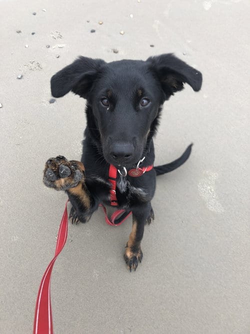 Photo of Rocket Freedom *LOCAL, adoptable Shepherd in Wakefield, Rhode Island