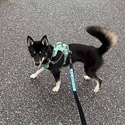 Photo of Hiccup, adoptable Siberian Husky in Lansdale, Pennsylvania