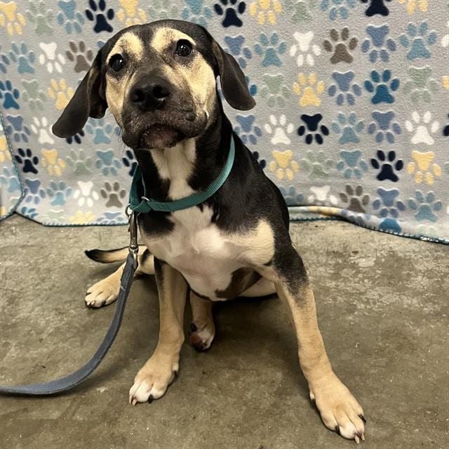 Photo of Nugget, adoptable Labrador Retriever in Rosenberg, Texas
