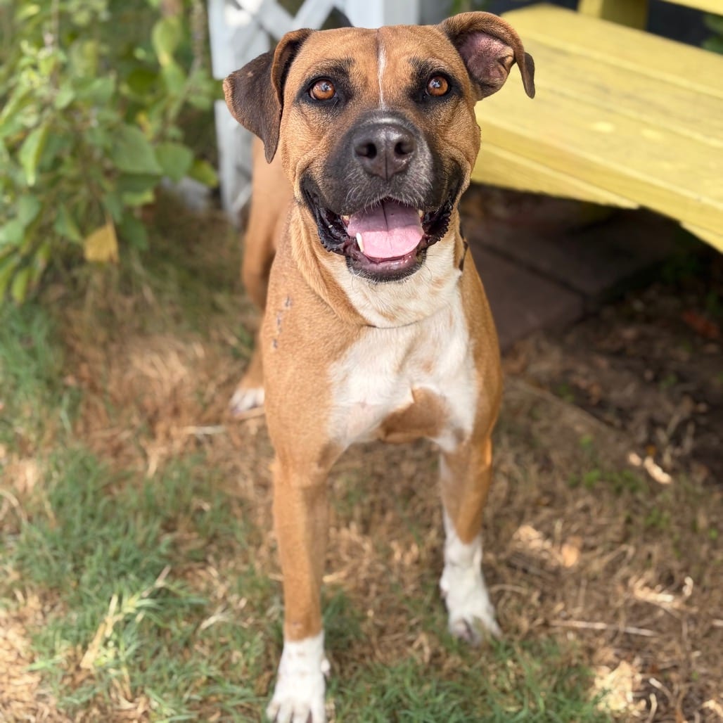 Photo of Candy Land 26-08-055, adoptable Boxer / None in Bastrop, Texas