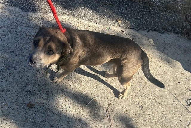 Photo of Senior American Pit Bull Terrier, adoptable American Pit Bull Terrier in Houston, Texas