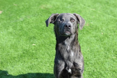 Photo of Calypso, adoptable Labrador Retriever in Grand Prairie, Texas