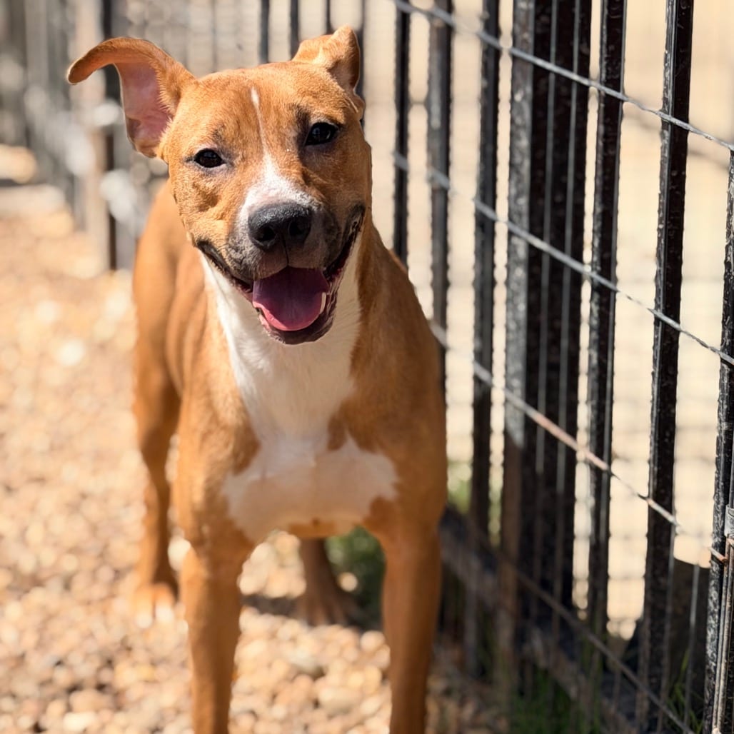 Photo of Ralph, adoptable Retriever, Labrador / Mixed Breed (Medium) in Columbus, Georgia