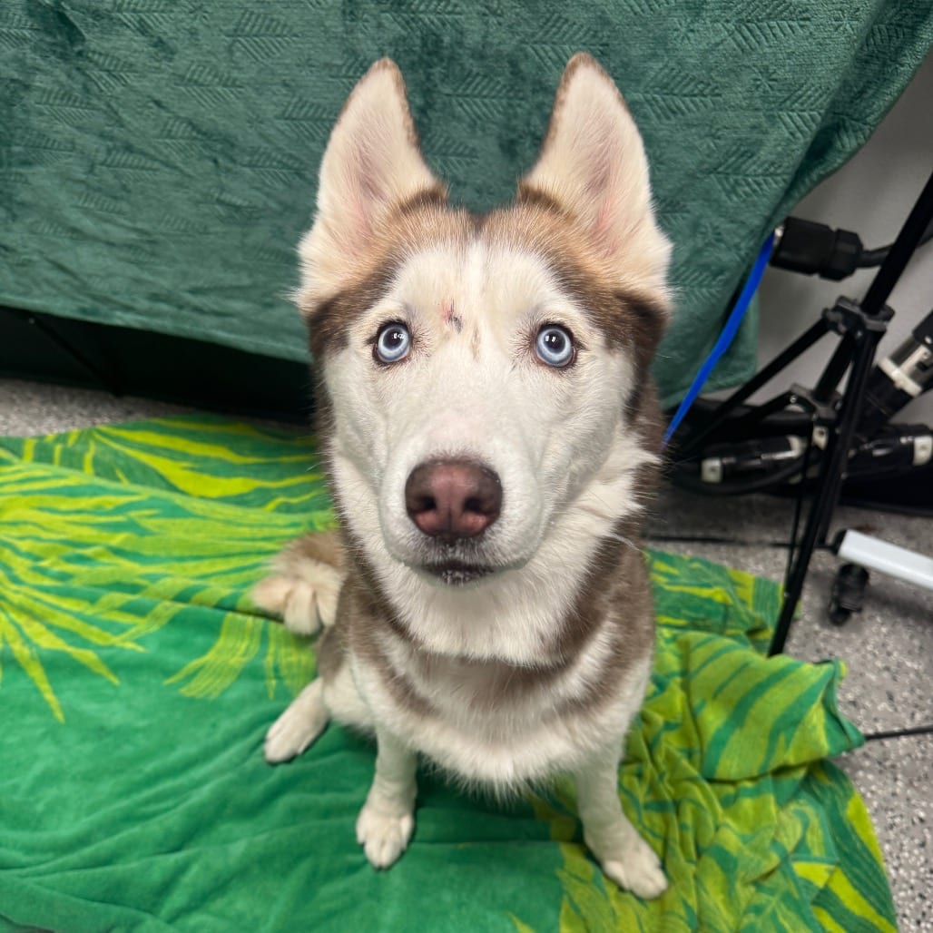 Photo of Rani, adoptable Husky, Siberian in Henderson, Nevada