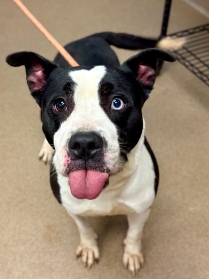 Photo of Zapper, adoptable dog in Chamblee, Georgia