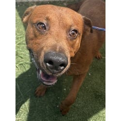 Photo of Rosario, adoptable German Shepherd Dog in Texas City, Texas