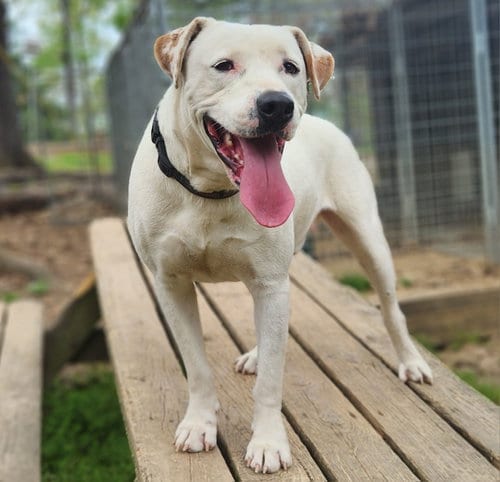 Photo of Henry, adoptable Labrador Retriever in St. Louis, Missouri
