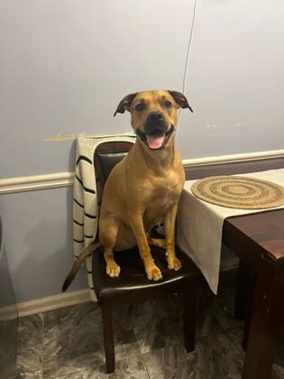 Photo of Ricardo - IN FOSTER, adoptable dog in Chamblee, Georgia