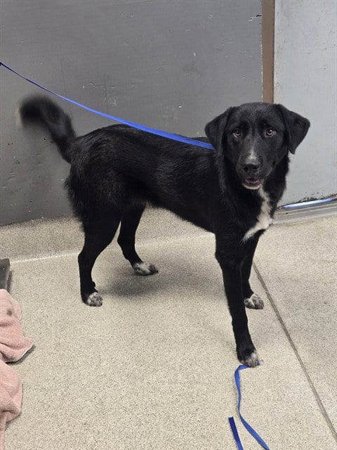 Photo of Manny, adoptable Great Pyrenees in Tallahassee, Florida