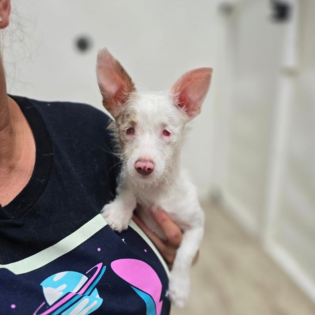 Photo of Helen Keller, adoptable Terrier, Parson Jack Russell / Terrier, Fox, Smooth in Hinesville, Georgia
