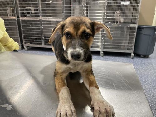 Photo of A1935703, adoptable German Shepherd Dog in Thousand Palms, California