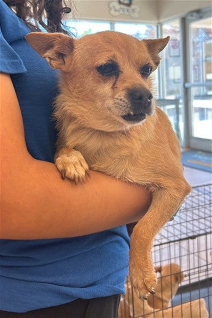 Photo of Daisy, adoptable Chihuahua in Statesville, North Carolina