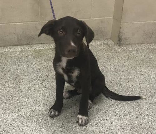 Photo of A432590, adoptable Labrador Retriever in Conroe, Texas