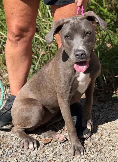 Photo of Snazzy, adoptable Pit Bull Terrier in Wenonah, New Jersey