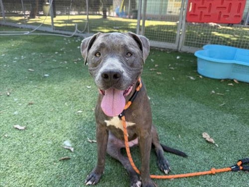 Photo of Olivia, adoptable Pit Bull Terrier in Van Nuys, California