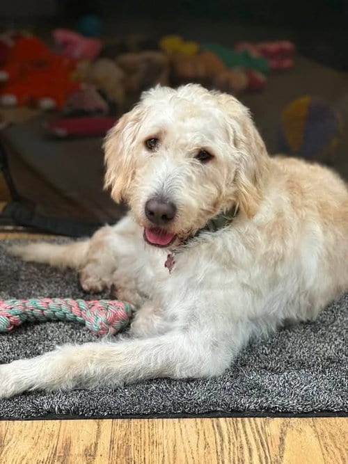 Photo of Rudy, adoptable Labrador Retriever in San Diego, California