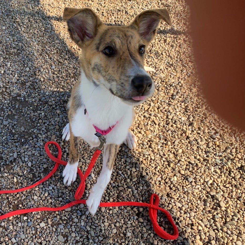 Photo of Shelby, adoptable Mixed Breed (Medium) / Whippet in Berea, Ohio