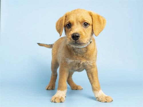 Photo of Monty, adoptable Golden Retriever in Phoenix, Arizona