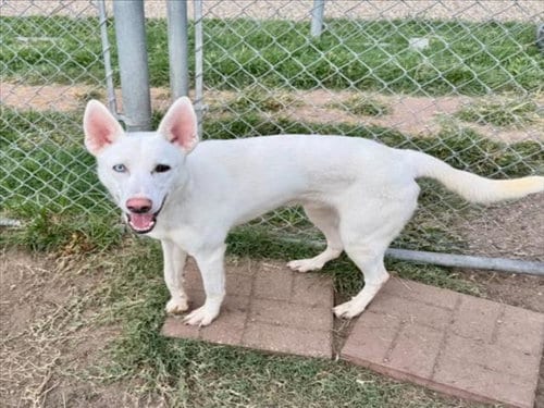 Photo of Blue, adoptable Siberian Husky in Houston, Texas