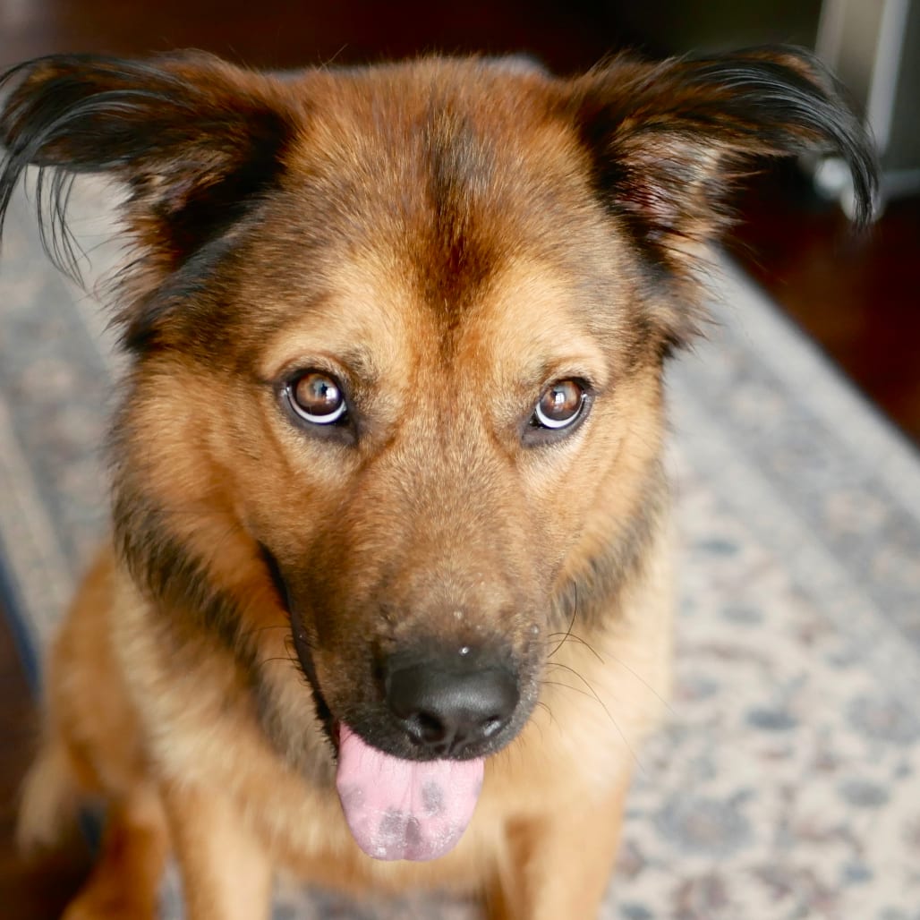 Photo of Caleb, adoptable Shepherd in Raleigh area, North Carolina