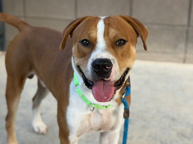 Photo of Humbe, adoptable dog