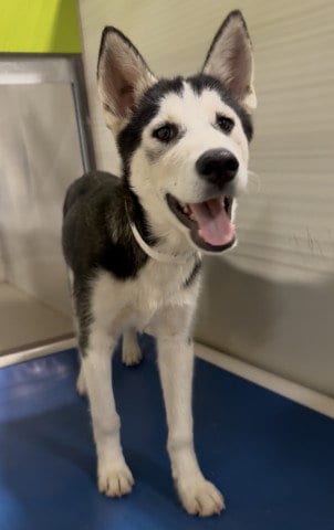 Photo of Indy Rae, adoptable Siberian Husky in Bakersfield, California