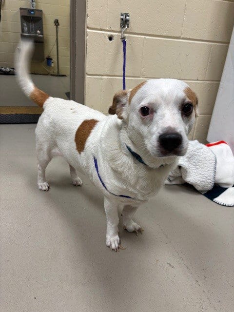 Photo of Archie, adoptable Beagle in Sanford, Florida