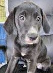 Photo of Maddie, adoptable Labrador Retriever in Royal Palm Beach, Florida