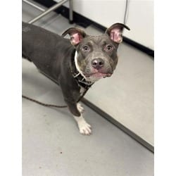 Photo of Cheez-it, adoptable Mixed Breed (Medium) in New Castle, Delaware