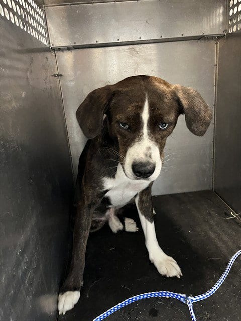 Photo of Byrna, adoptable Terrier in Pearland, Texas