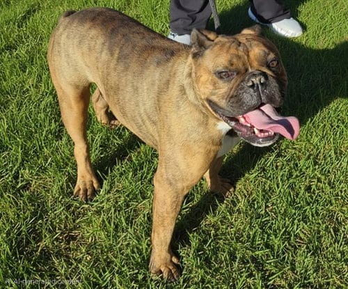 Photo of Doug, adoptable American Bulldog in Albuquerque, New Mexico