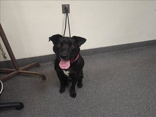 Photo of Susana, adoptable Labrador Retriever in Los Angeles, California