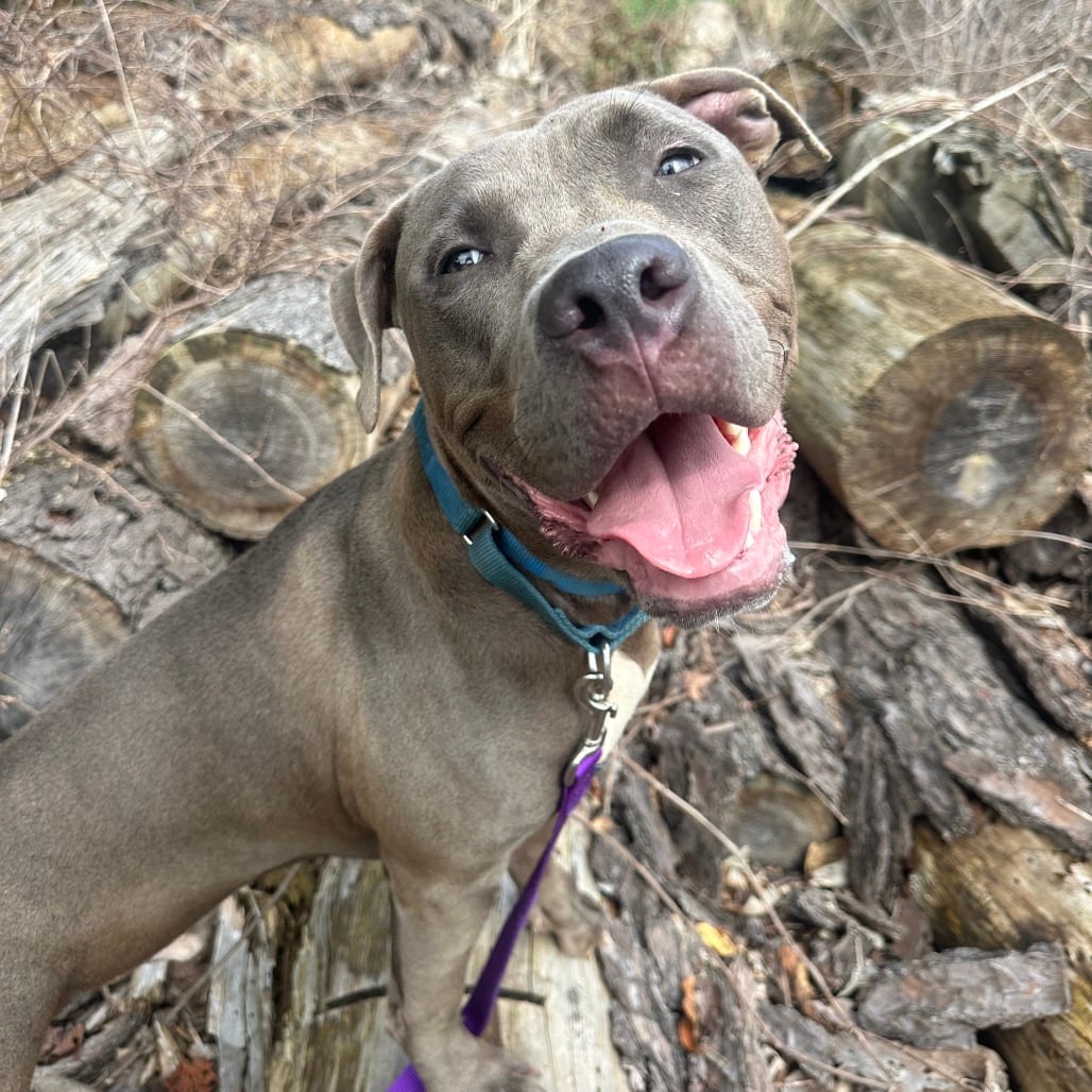 Photo of Stitch, adoptable Mixed Breed (Large) in West Olive, Michigan