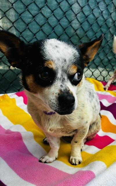 Photo of Buttons, adoptable Chihuahua in Santa Maria, California