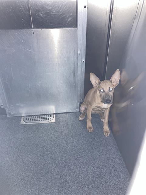 Photo of Reese, adoptable Mixed Breed