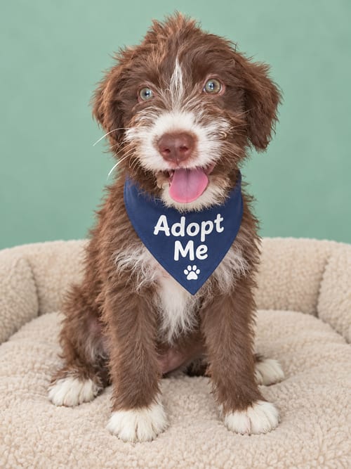 Photo of Truffle, adoptable Portuguese Water Dog in Inglewood, California