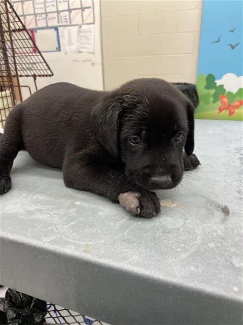 Photo of Snooze, adoptable Labrador Retriever in Waco, Texas