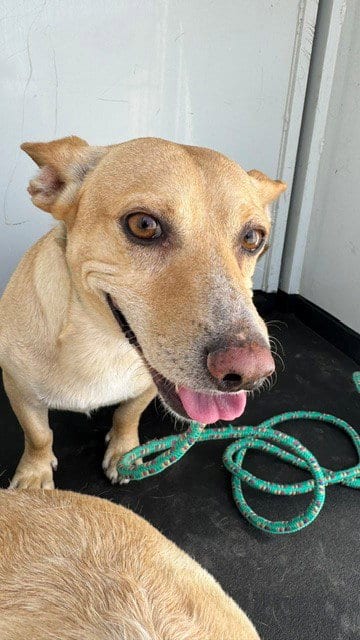 Photo of A172046, adoptable Pembroke Welsh Corgi in Bakersfield, California