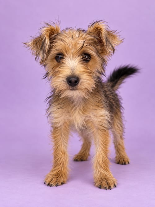 Photo of Bubbles: Champagne, adoptable Yorkshire Terrier Yorkie in Romoland, California