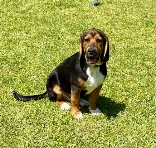 Photo of Blackie, adoptable Beagle in Texarkana, Texas