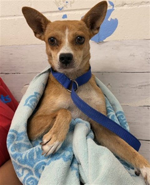 Photo of Sasha, adoptable Chihuahua in San Bernardino, California