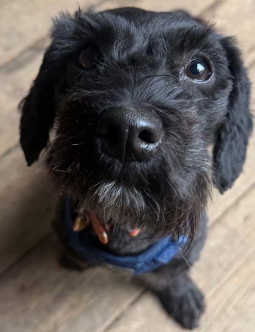 Photo of Zinny, adoptable Poodle (Miniature) in Hinckley, Illinois