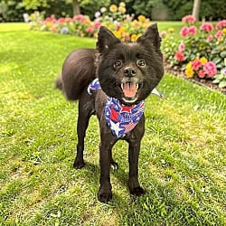 Photo of Cole, adoptable Pomeranian in Virginia beach, Virginia